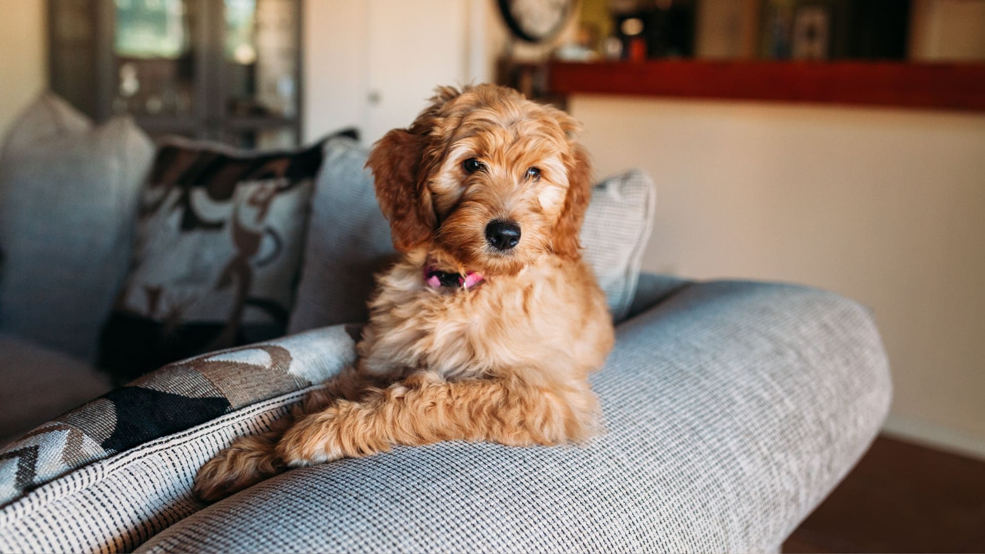 dog on couch